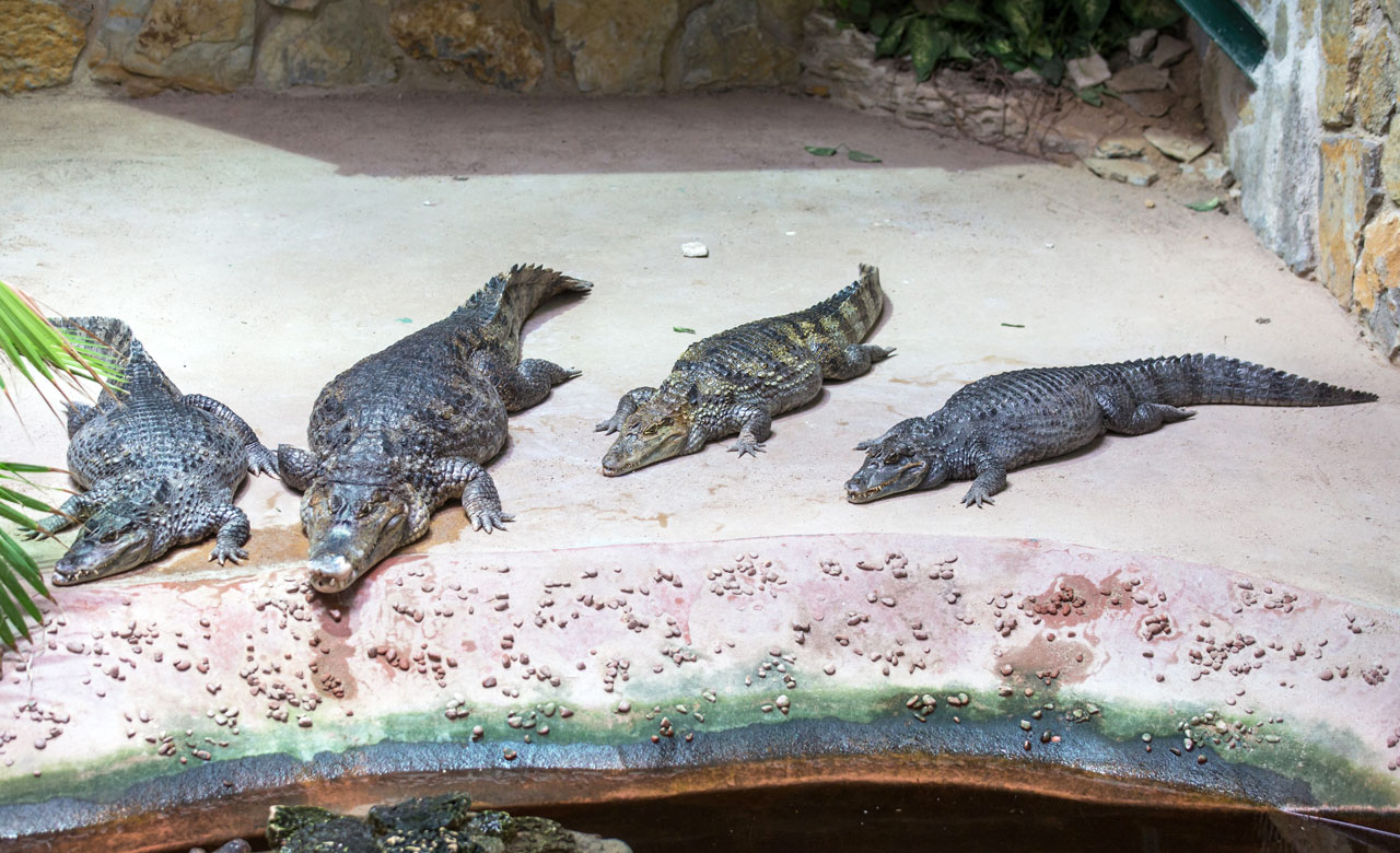 Vier Krokodile im Erlebnispark Meeresaquarium Zella-Mehlis