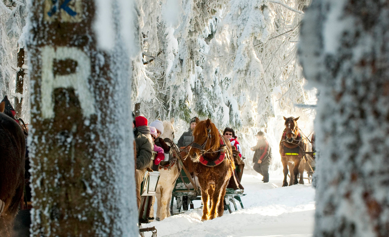 Pferdeschlittenfahrt durch die verschneite Winterlandschaft des Thüringer Waldes