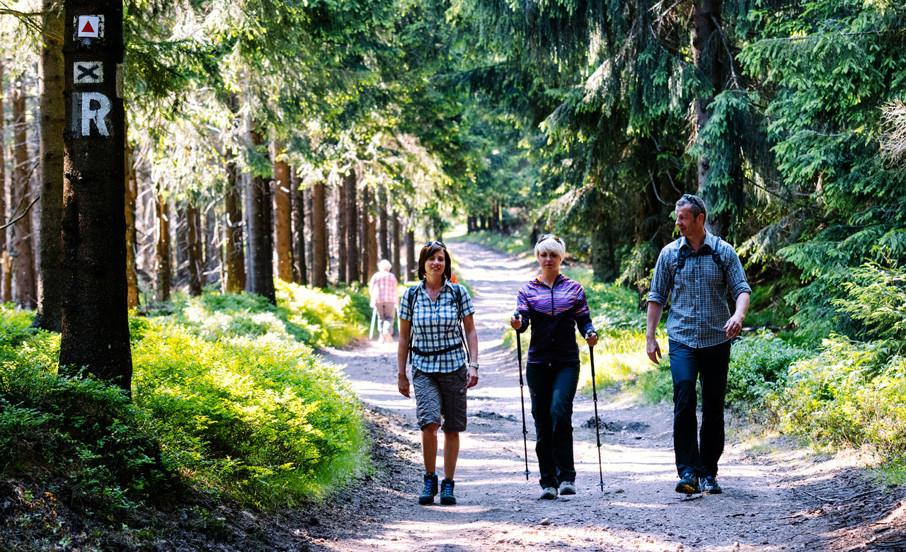 Wanderer und Nordic Walker auf einem Rennsteig Wanderweg durch den Thüringer Wald