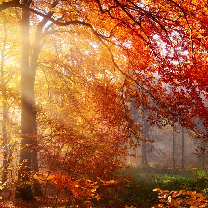Bunter Laubwald im Herbst mit einfallenden Sonnenstrahlen