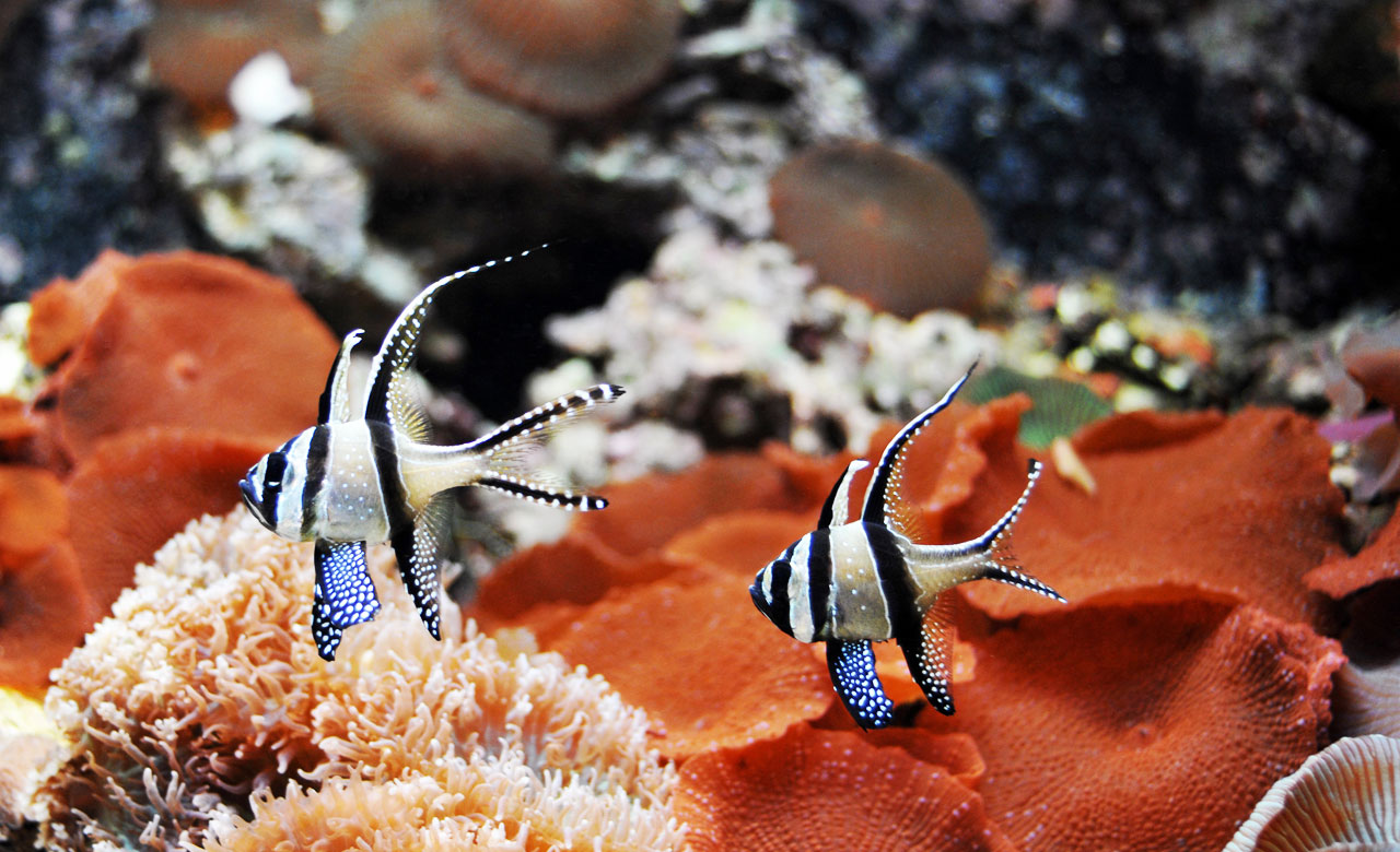 Zwei Fische im Erlebnispark Meeresaquarium Zella-Mehlis