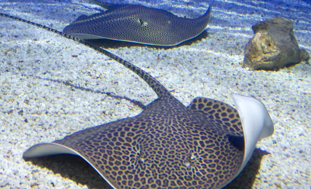 Zwei Fische im Erlebnispark Meeresaquarium Zella-Mehlis